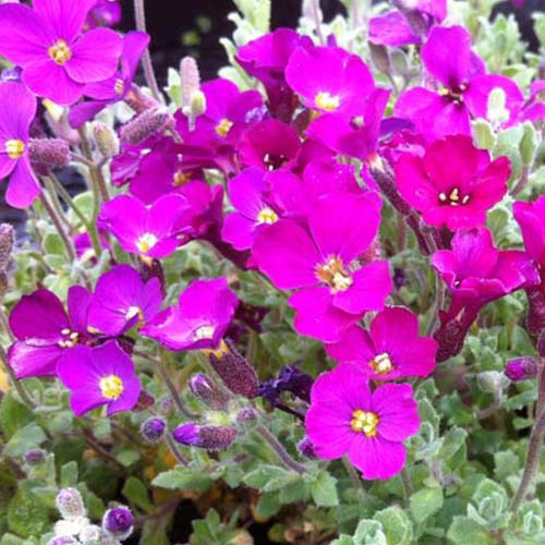 Blaukissen ‘Cascade Red’ - Bakker