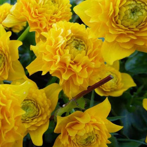 Sumpfdotterblume mit gefüllten Blüten - Bakker