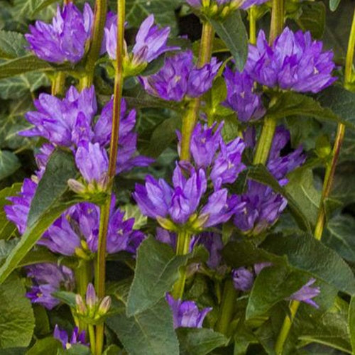 Agglomerierte Glockenblume Freya - Bakker