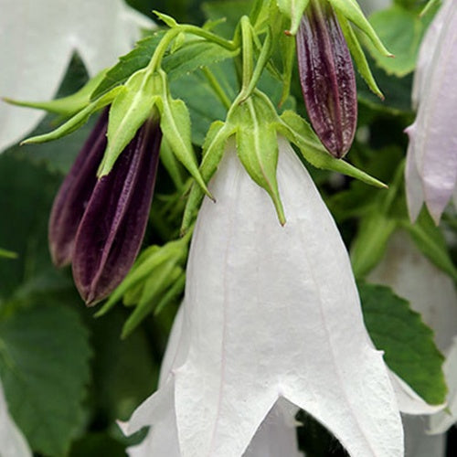 Hybride Glockenblume Iridescent Bells - Bakker