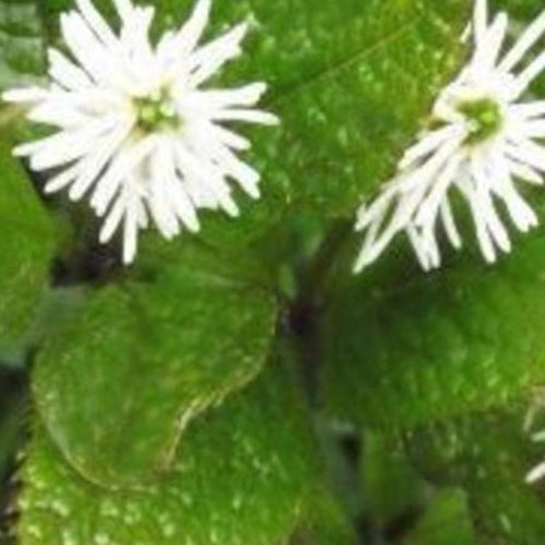 Japanischer Chloranthe - Bakker