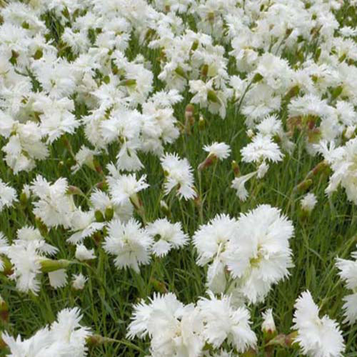Feder Nelke 'Alba Plenus' - Bakker