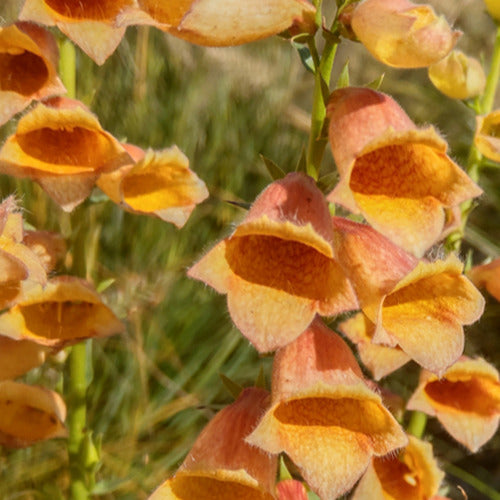 Fingerhut ‘Goldcrest’ - Bakker