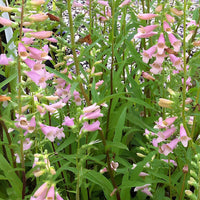 Fingerhut ‘Glory of Roundway’ - Bakker