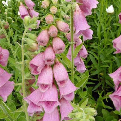 Digitalis Mertonensis (x3) - Bakker