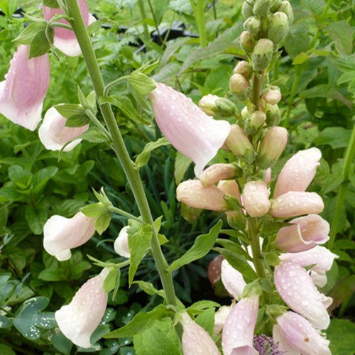 Digitalis purpurea Sutton's Apricot - Fingerhut 'Suttons Apricot' - Blühende Stauden