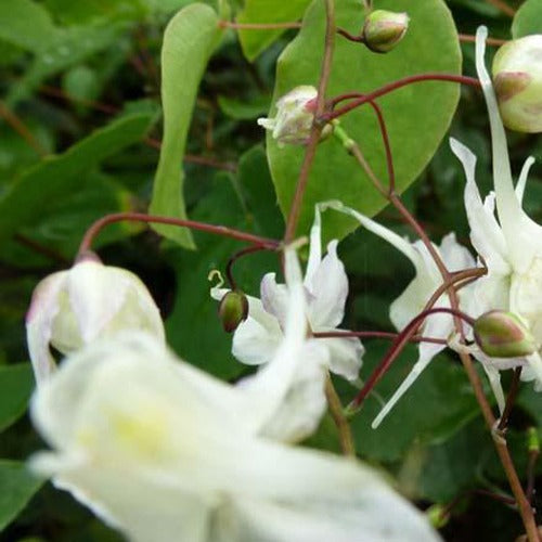 Großblumige Elfenblumen - Bakker