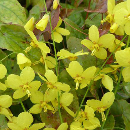 Elfenblumen Frohnleiten - Bakker