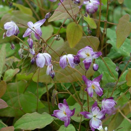 Blume der Elfen Merlin - Bakker