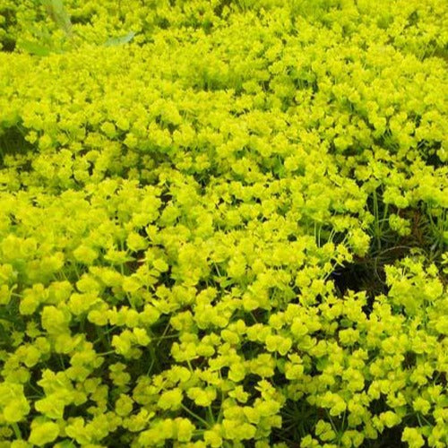 Zypressen-Wolfsmilch Fens Ruby - Euphorbia cyparissias fens ruby - Bakker