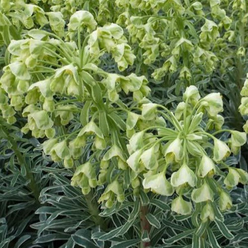 Wolfsmilch ‘Glacier Blue’ - Bakker