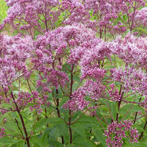 Purpur-Wasserdost ‘Atropurpureum’ - Bakker