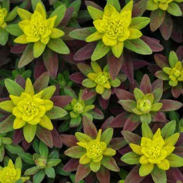 Wolfsmilch Purpurea - Euphorbia polychroma purpurea - Bakker