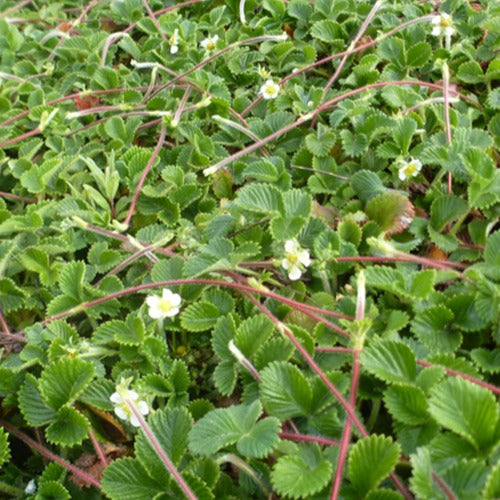 Erdbeere ‘Mount Omei’ - Bakker