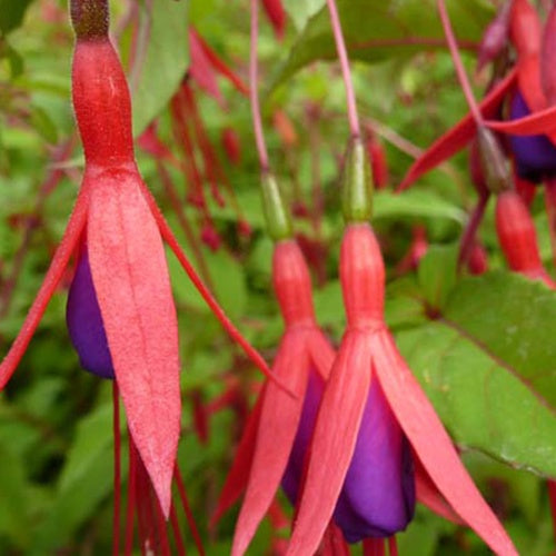 Winterharte Fuchsie mit Purpurblättern - Bakker