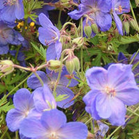 Geranium Brookside - Geranium brookside - Bakker