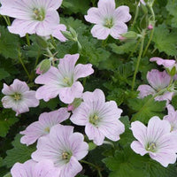 Verkauf Geranie Dreamland - Geranium bremdream dreamland