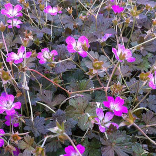 Storchschnabel ‘Orkney Cherry’ - Bakker