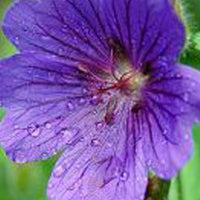 Blutgeranie Shooting Star - Bakker