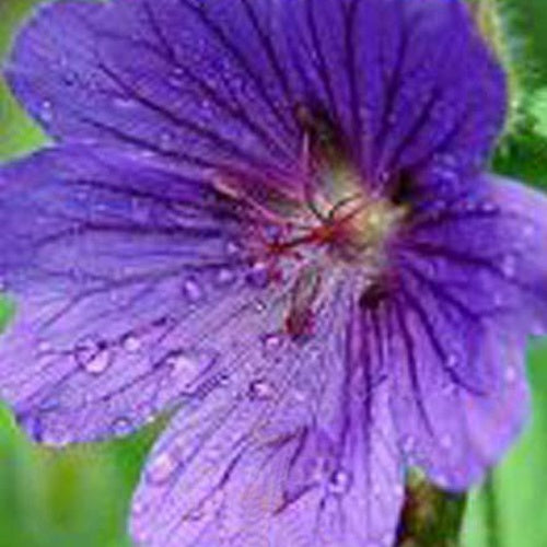 Blutgeranie Shooting Star - Bakker