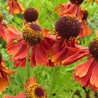 Helenium Moerheim Beauty - Sonnenbraut ‘Moerheim Beauty’ - Helenium
