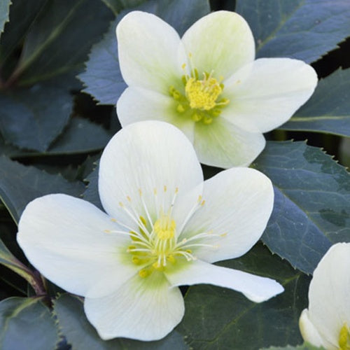 Helleborus Snow Love - Bakker
