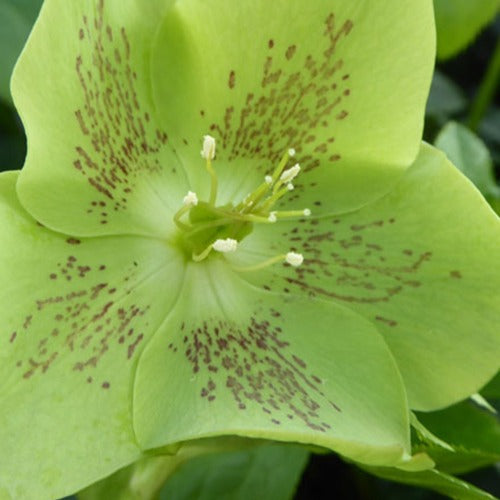 Helleborus orientalis Green Spotted - Lenzrose ‘Green Spotted’ - Christrose - Helleborus