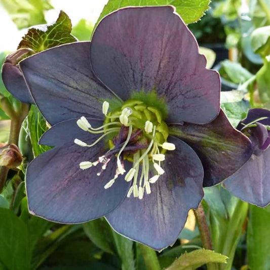 Lenzrose ‘Slaty Blue’ - Bakker
