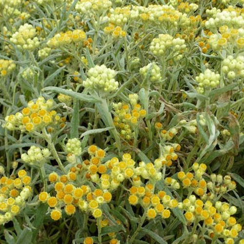 Hybrid-Immortelle Swefellicht - Bakker