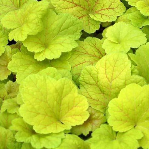 Heuchera Electric Lime - Bakker