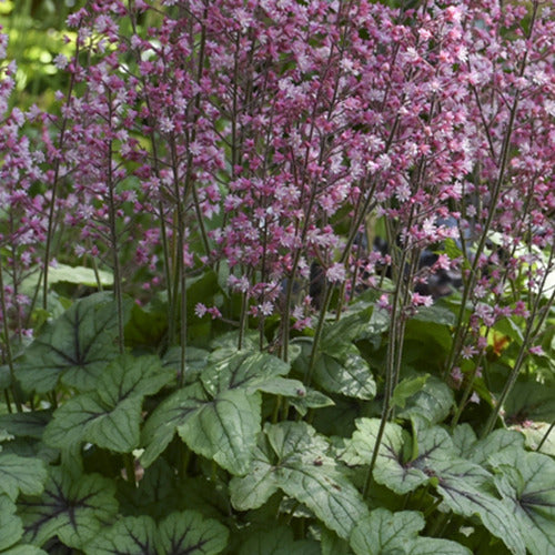 Heucherella ‘Pink Fizz’ - Bakker