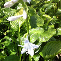 Hosta - Funkie - Hosta Royal Standard - Hosta hybride royal standard