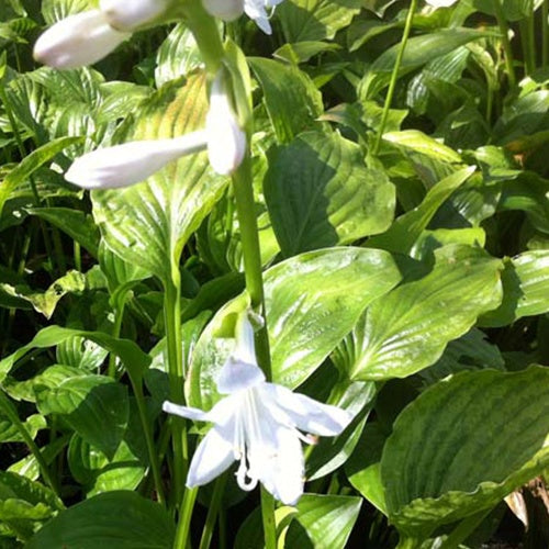Hosta - Funkie - Hosta Royal Standard - Hosta hybride royal standard