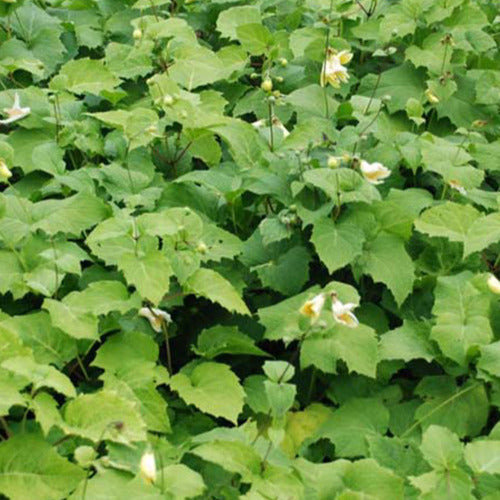 Koreanische Wachsblume - Bakker