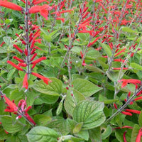 Salbei-Ananas Scarlet Pineapple - Bakker
