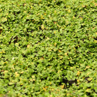 Kriechendes Fiederpolster ‘Minima’ - Leptinella dioica minima - Bakker