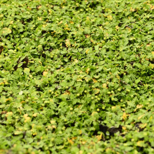 Kriechendes Fiederpolster ‘Minima’ - Leptinella dioica minima - Bakker