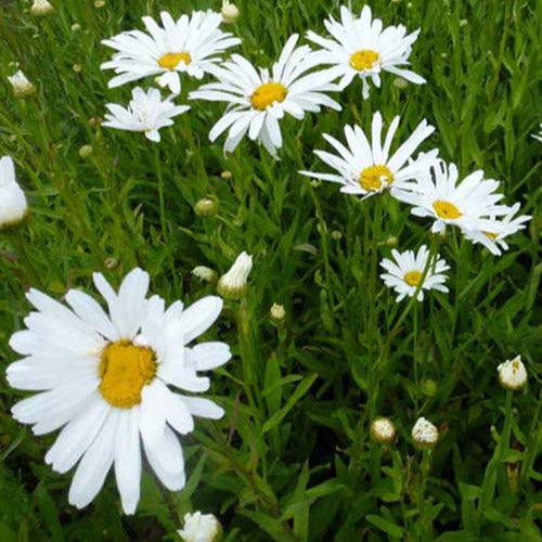 Großblumige Margerite 'Polaris' - Bakker