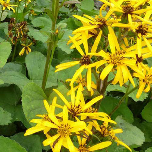 Goldkolben ‘Gregynog Gold’ - Bakker