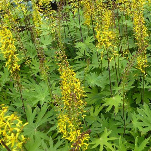 Ligularia przewalskii - Przewalskis Kerzen-Goldkolben - Ligularie