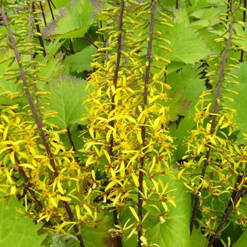 Ligularia stenocephala the rocket - Ligularie ‘The Rocket’ - Stauden