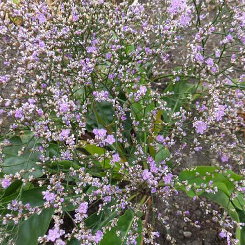 Limonium gerberi - Strandflieder (Staude) - Stauden