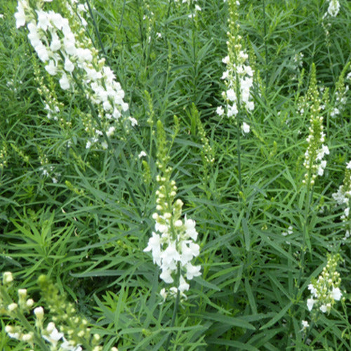 Leinkraut ‘Springside White’ - Linaria purpurea springside white - Bakker