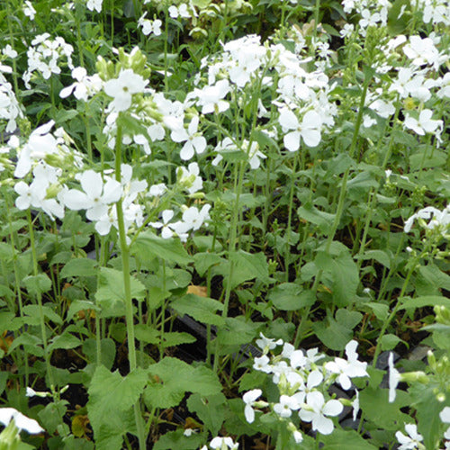 Lunaria annua albiflora - Einjähriges Silberblatt 'Albiflora' - Stauden