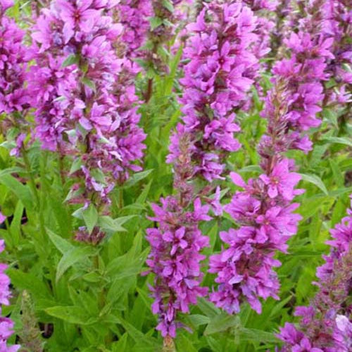 Salicaria Zigeunerblut - Bakker