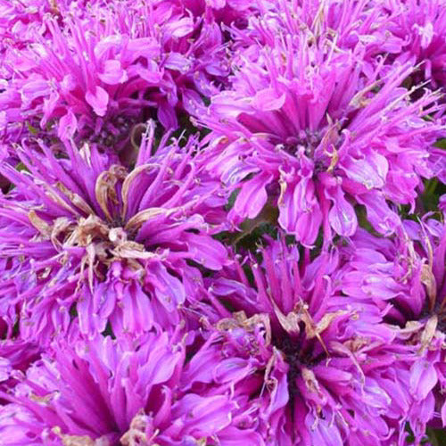 Monarda fistulosa Purple Lace - Monarde Purple Lace - Monarde
