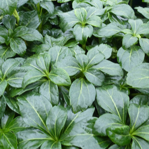 Schattengrün 'Green Sheen' - Bakker