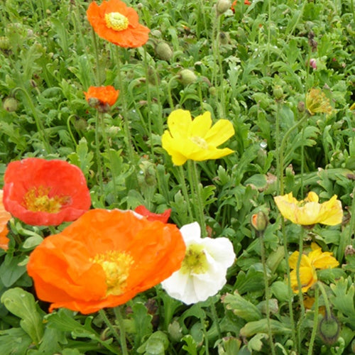 Zwergiger Island Mohn Gartenzwerg - Bakker