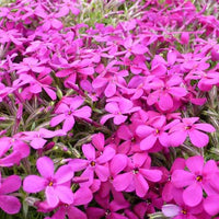 Douglas-Zwergphlox Crackerjack (x3) - Bakker