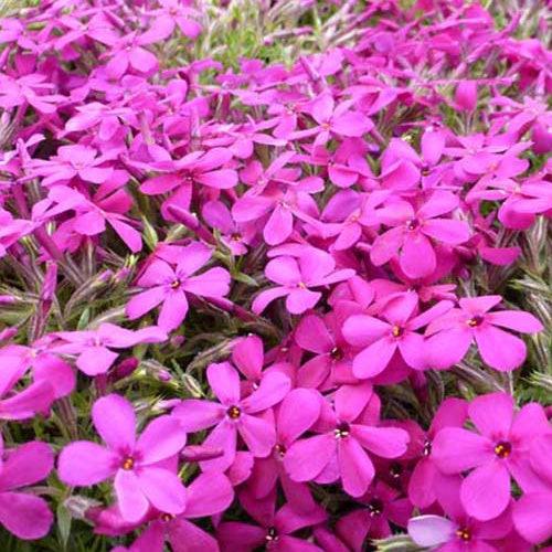 Douglas-Zwergphlox Crackerjack (x3) - Bakker